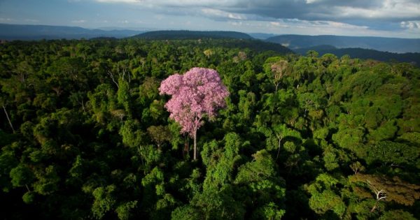 ipbes-premio-nobel-da-paz-foto-joao-marcos-rosa-amazonia-floresta-nacional-de-carajas-conexao-planeta