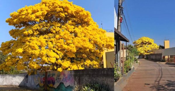 ipe-amarelo-plantado-pela-professora-clautenes-mourao-foto-matheus-ferreira-arvores-do-cerrado