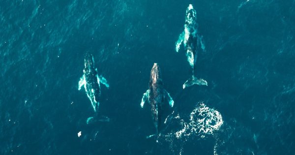 islandia-caca-baleia-2-conexao-planeta
