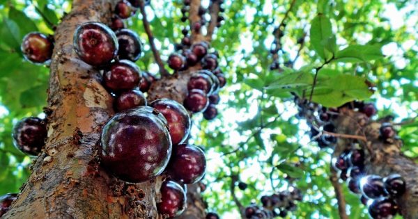 pé de jabuticaba