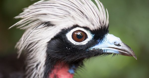 jacutingas-parque-das-aves-abre-conexao-planeta