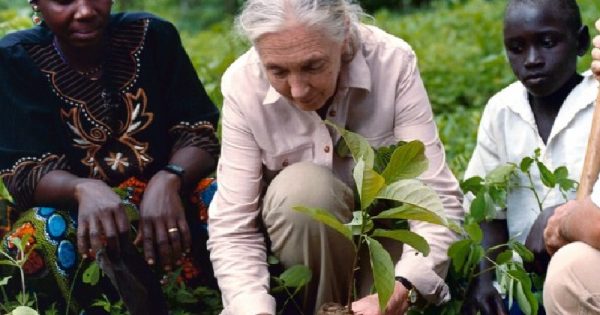 jane-goodall-trees-for-jane-crop