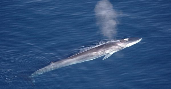 japao-caca-baleias-aqqa-rosing-conexao-planeta