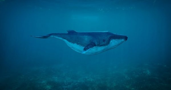 Japão pede fim da moratória de caça comercial à baleia em encontro internacional