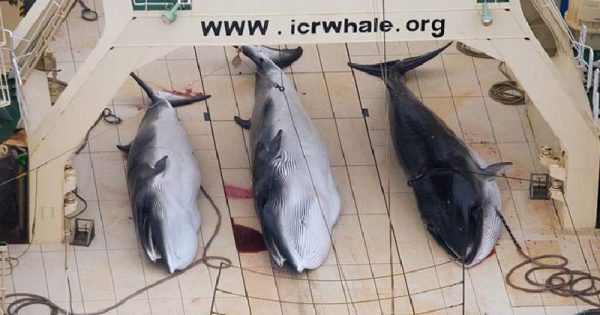 japoneses-matam-mais-de-300-baleias-em-alegadas-pesquisas-cientificas-conexao-planeta
