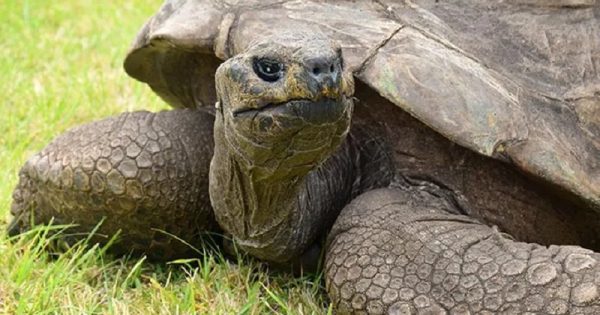 jonathan-tartaruga-mais-velha-do-mundo-conexao-planeta