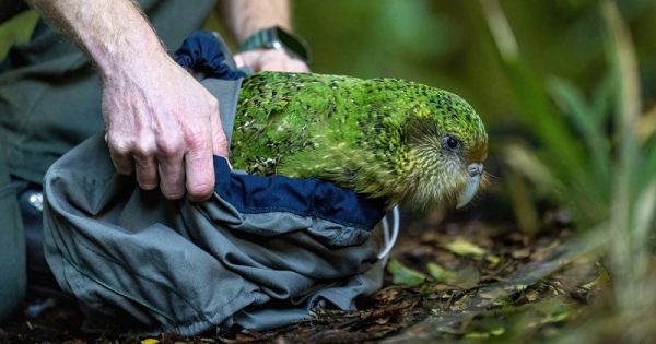 kakapo-nova-zelandia-conexao-planeta