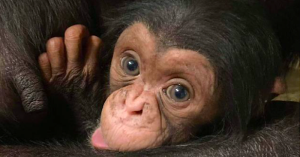kucheza-bebe-chimpanze-filhote-mahale-morre-foto-reproducao-instagram-zoo-segdwick