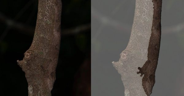 lagartixa-camuflagem-abre-conexao-planeta.jpg