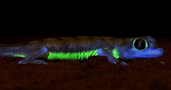 lagartixa-fluorescente-namibia-conexao-planeta