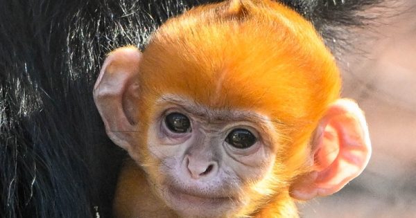 langur-oklahoma-zoo-abre-conexao-planeta