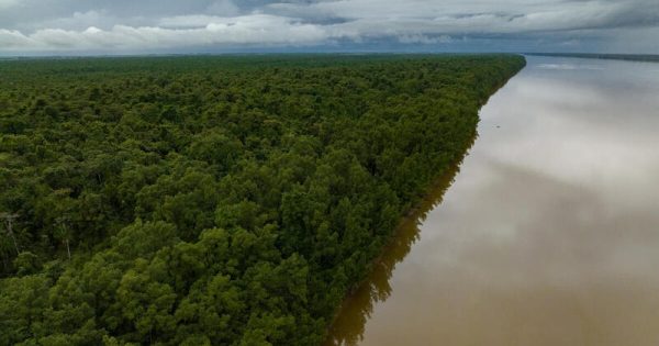 Greenpeace Brazil visits communities in the Foz do Amazonas between Oiapoque and Bailique to document the beauty and the biodiversity. 
The region is targeted by the oil industry and a petroleum geology study has been carried out.
Em julho de 2023, um time do Greenpeace Brasil visitou comunidades da Bacia da Foz do Amazonas (Oiapoque e Bailique) e fez registros visuais da biodiversidade local. 
A região está sendo visada pela indústria do petróleo.