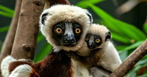 lemure-bailarino-conexao-planeta