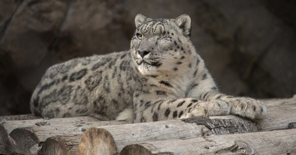 Snow leopard Ramil