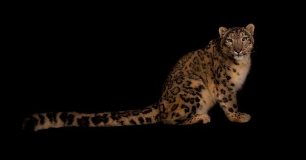 leopardo-das-neves-morte-covid-conexao-planeta