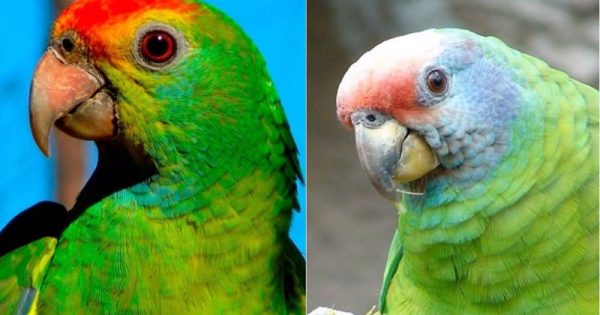 Boas notícias para duas espécies de aves brasileiras na nova lista vermelha da IUCN