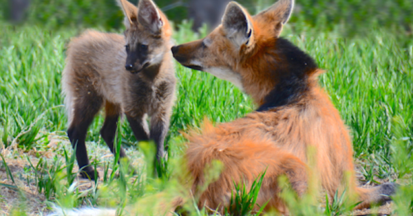 lobos-do-pardo-projeto-monitora-lobas-e-filhotes-em-sp-foto-rogerio-cunha0