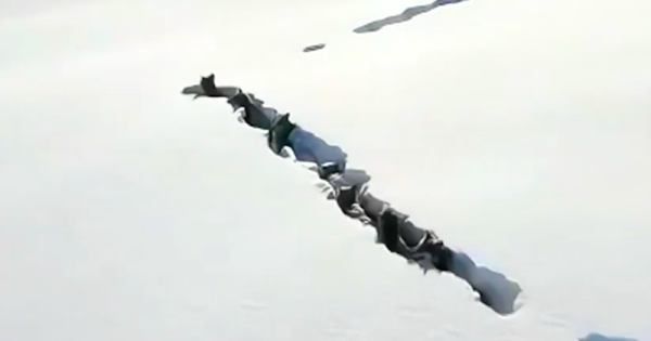 lobos-sao-flagrados-por-drone-escavando-tunel-em-neve-espessa-foto-reproducao-video2