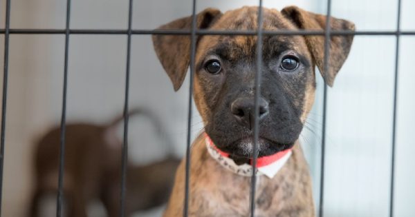 Lojas de animais da Califórnia só poderão vender cães, gatos e coelhos resgatados