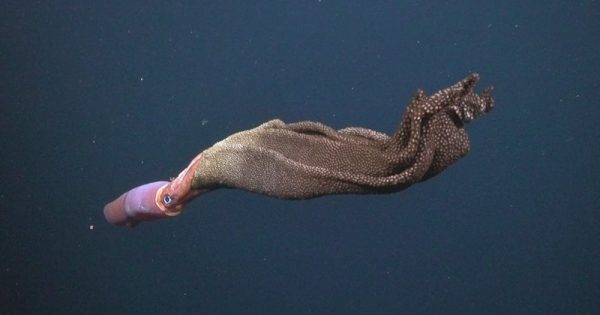 lula-filhotes-schmidt-ocean-institute-conexao-planeta