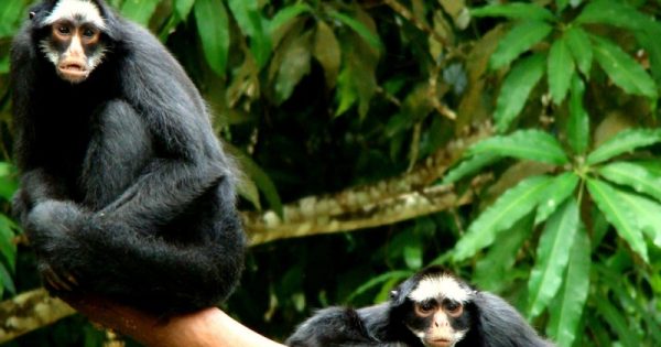 macaco aranha da amazônia