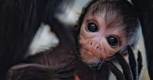 macaco-aranha-chester-zoo-abre-conexao-planeta
