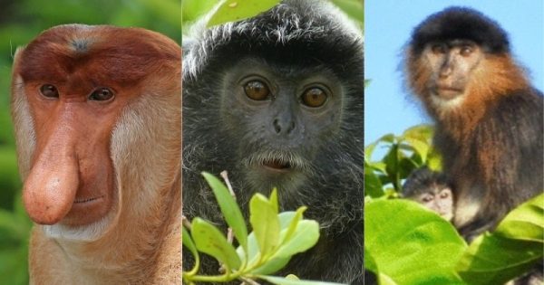 macaco-misterioso-malasia-hibrido-abre-conexao-planeta