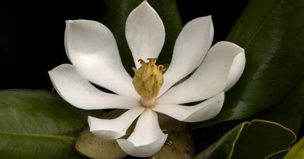 magnolia-haiti-conexao-planeta