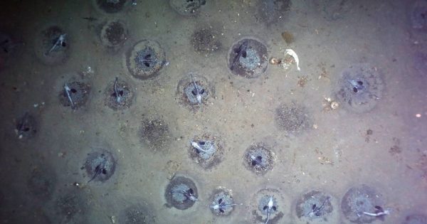 maior-colonia-peixes-antartica-conexao-planeta