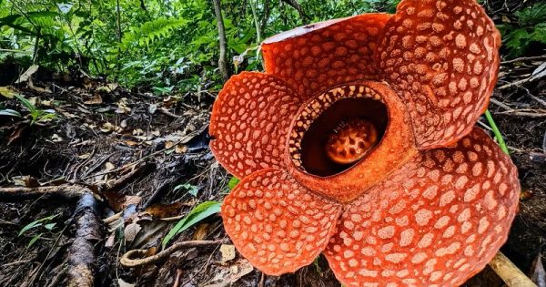 maior-flor-do-mundo-beira-extincao-conexao-planeta