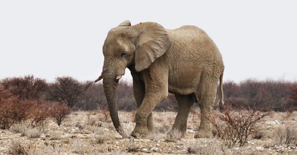 mais-50-elefantes-morrem-fome-sede-africa-conexao-planeta