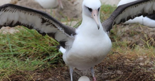 Mais velha albatroz do mundo vai ser mãe novamente aos 68 anos