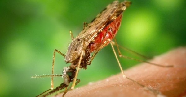 mosquito da malária