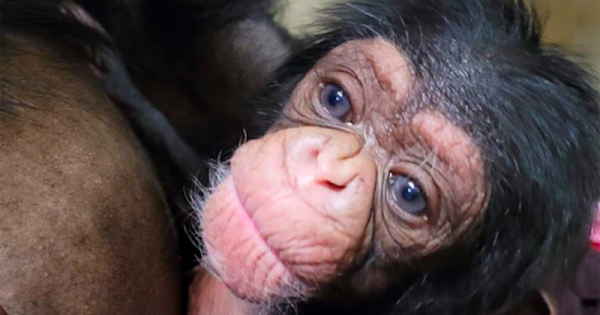 mamae-e-filhote-chimpanze-se-encontram-dois-dias-apos-parrto-cesarea-foto-zoologico-condado-segdwick0b