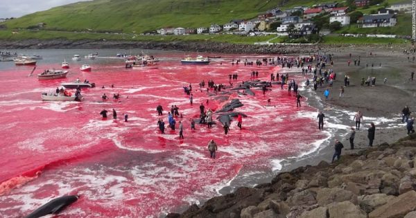 Mar de sangue em matança (legal) de baleias nas Ilhas Faroe