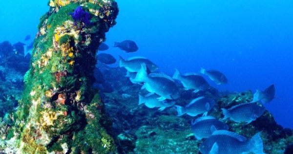 maranhao-recife-de-corais-novo-pre-sal-foto-leo-francini-agencia-publica1