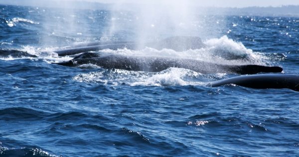 meu-encontro-com-as-baleias-jubartes-abre