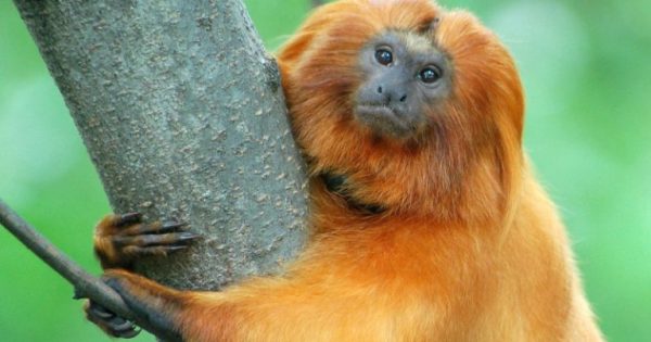 mico-leao-dourado-foto-Art-G-creative-commons-flickr-conexao-planeta
