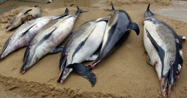 ﻿Milhares de golfinhos aparecem mortos na costa da França