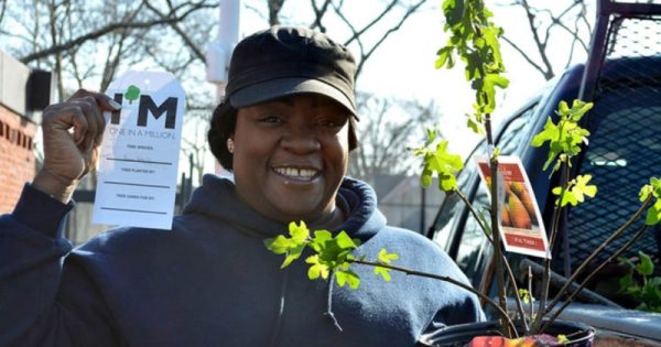 milliontreenyc: projeto que conseguiu plantar um milhão de árvores em Nova York