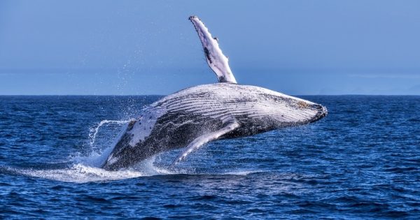 minha-primeira-baleia-jubarte-leo-mercon-abre-conexao-planeta