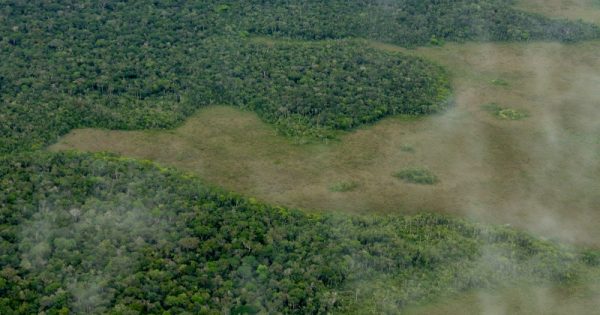 Monitoramento do desmatamento da Amazônia é ameaçado por cortes no orçamento