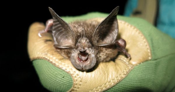 morcego-ferradura-conexao-planeta