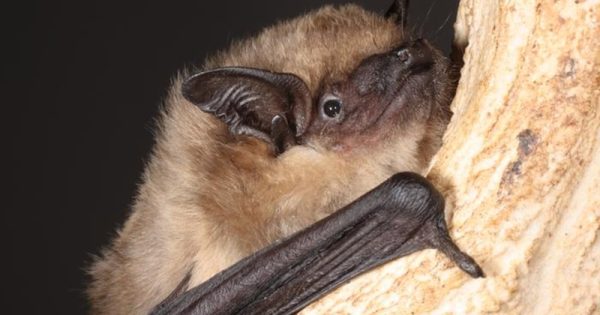 morcego-membro-avantajado-alona-shulenko-conexao-planeta