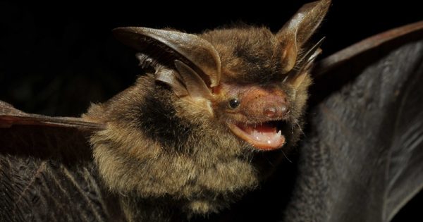 morcego-sul-brasil-conexao-planeta