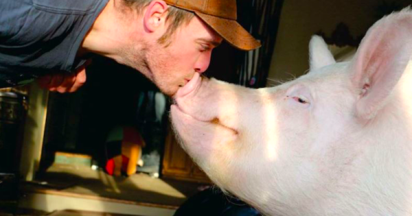 morre-esther-porca-popular-e-simbolo-de-campanhas-pro-veganismo-e-pelos-animais-foto-reproducao-instagram
