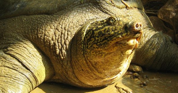 morre-femea-maior-tartaruga-agua-doce-conexao-planeta