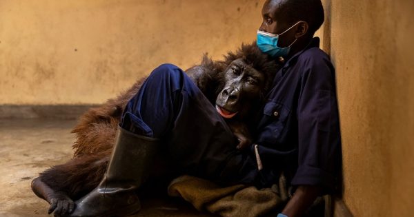 morre-gorila-famosa-selfie-conexao-planeta