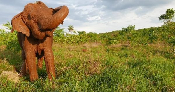 morre-ramba-santuario-elefantes-conexao-planeta