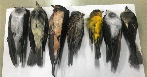 mortalidade-aves-migratorias-incendios-conexao-planeta